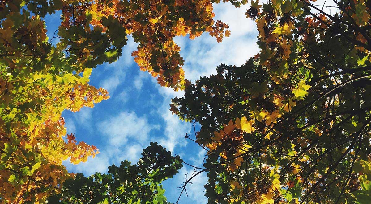 What Are The Most Damaging Tree Diseases In The Foothills and High Country?