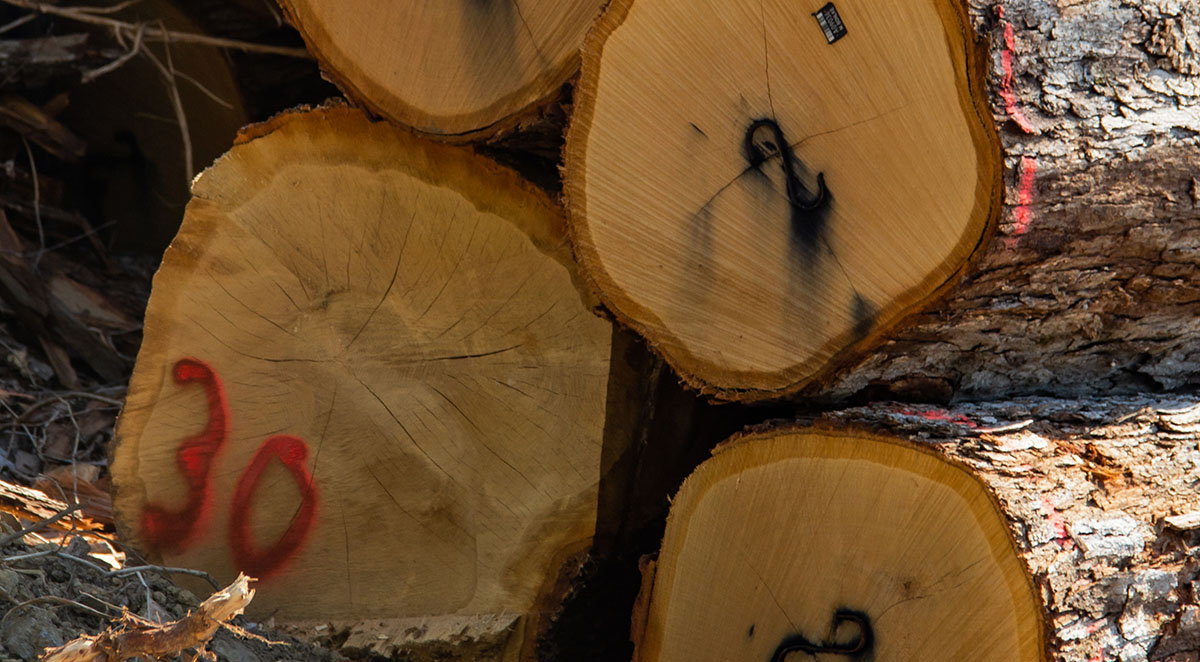 White oak rift and quarter sawn