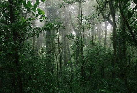 Hardwood Exports Vietnam