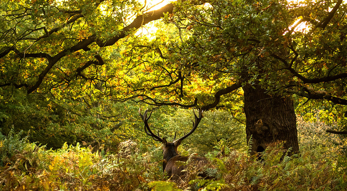 Best Hardwood Trees For Our Area