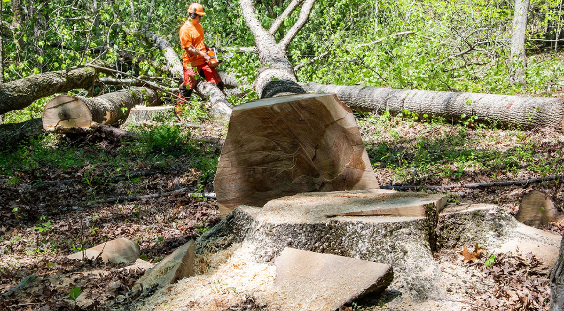 Clear-Cutting Pros and Cons: How We Resource Timber for Select Hardwoods