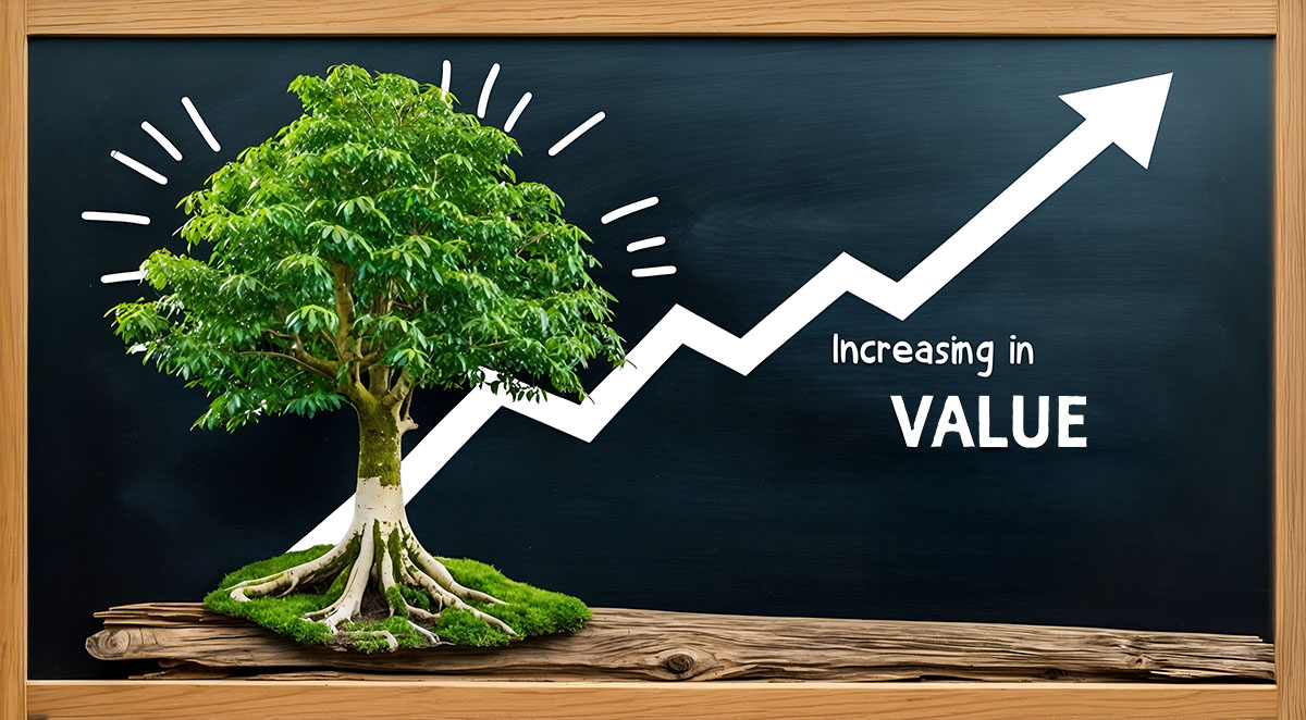 2025 Hardwood Market Outlook: Pricing Trends and Forecasts