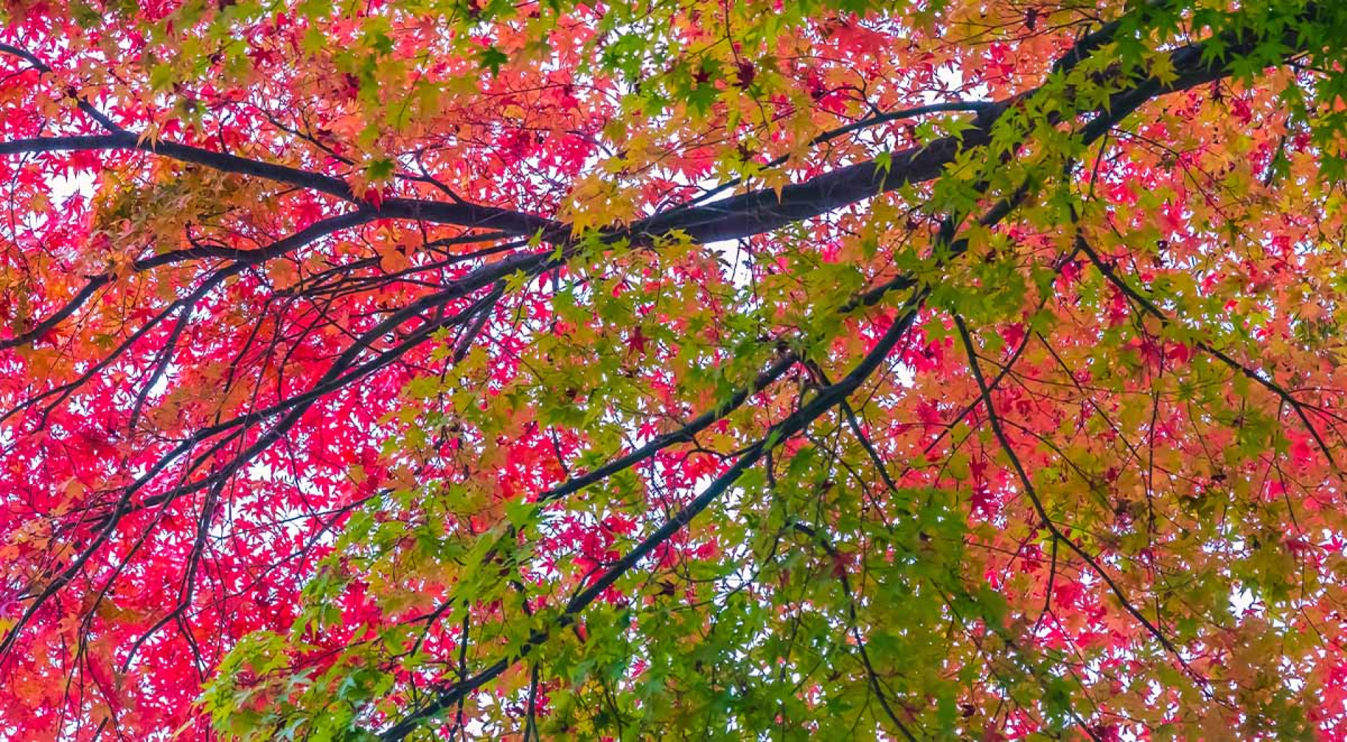 The Hidden Gems of Appalachian Hardwoods: Why Western NC Produces Premium Cherry and Maple