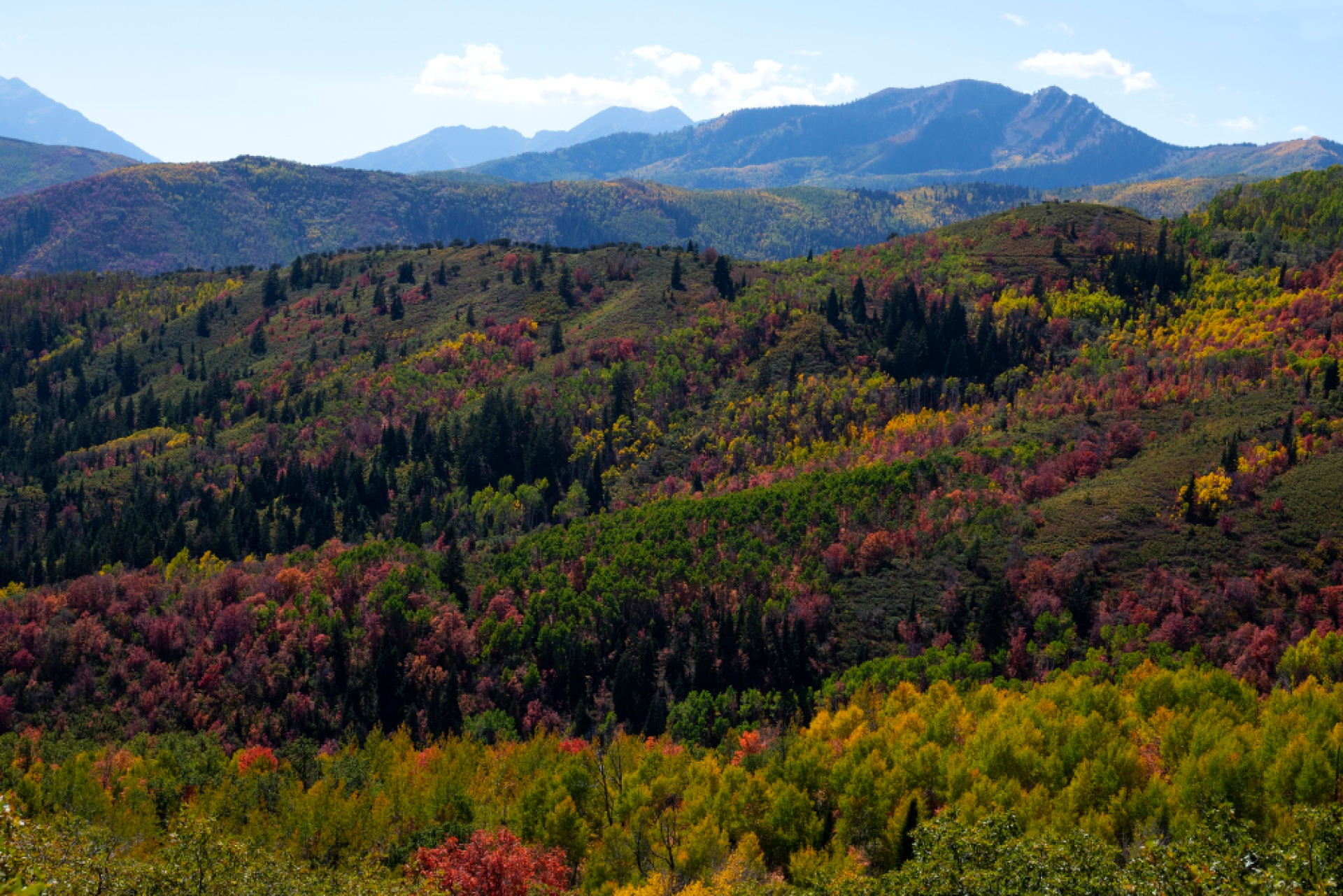 Sustainable Forestry Practices: How Your Hardwood Purchase Supports Forest Health