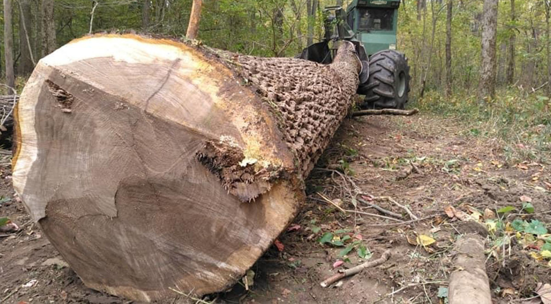 The Complete Guide to Appalachian Hardwood Grades