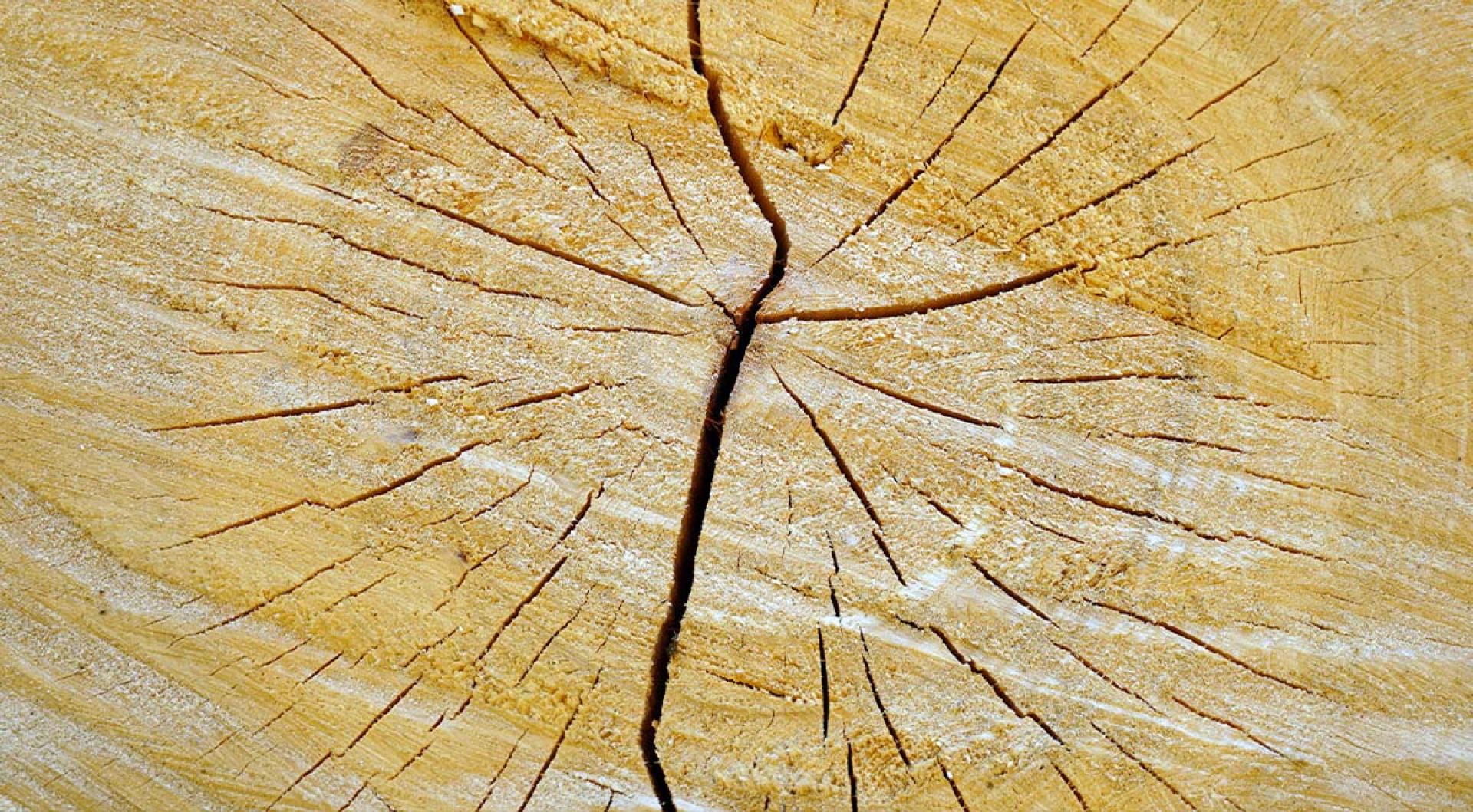 Technical Guide: Moisture Content and Dimensional Stability in Hardwoods